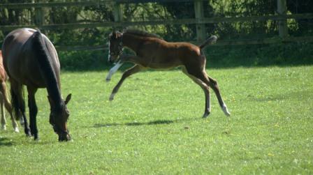 2014 filly by Exceed & Excel